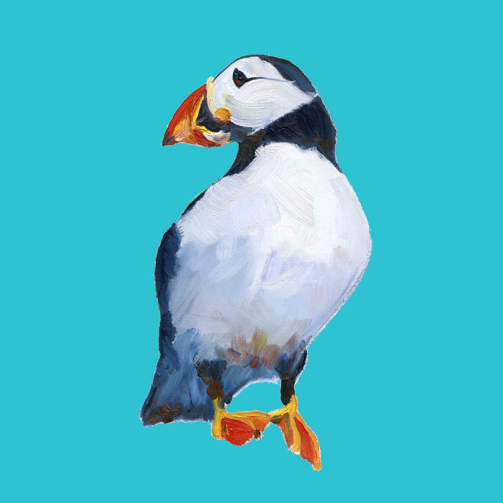 Puffin Turquoise